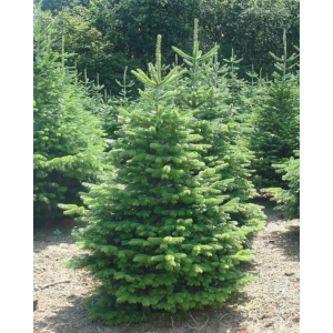 Kirstas kėnis Premium 175-200cm 