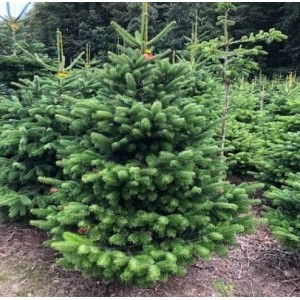 Kirstas kėnis Premium 200-240cm