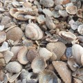 Kriauklyčių mulčias Sea-Shells 20 kg