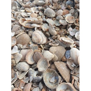 Kriauklyčių mulčias Sea-Shells 20 kg